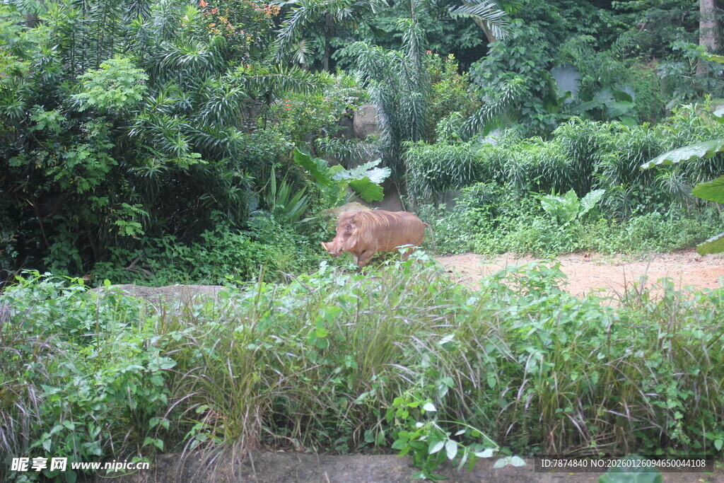 森林中漫步的野生动物