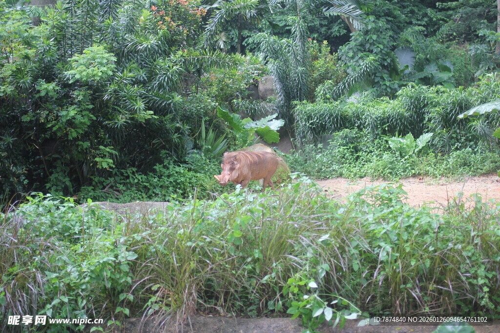野外草丛中的动物身影