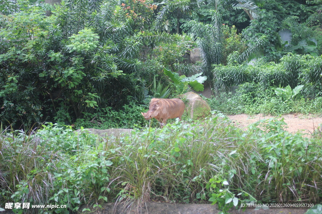 野外林间的一头动物