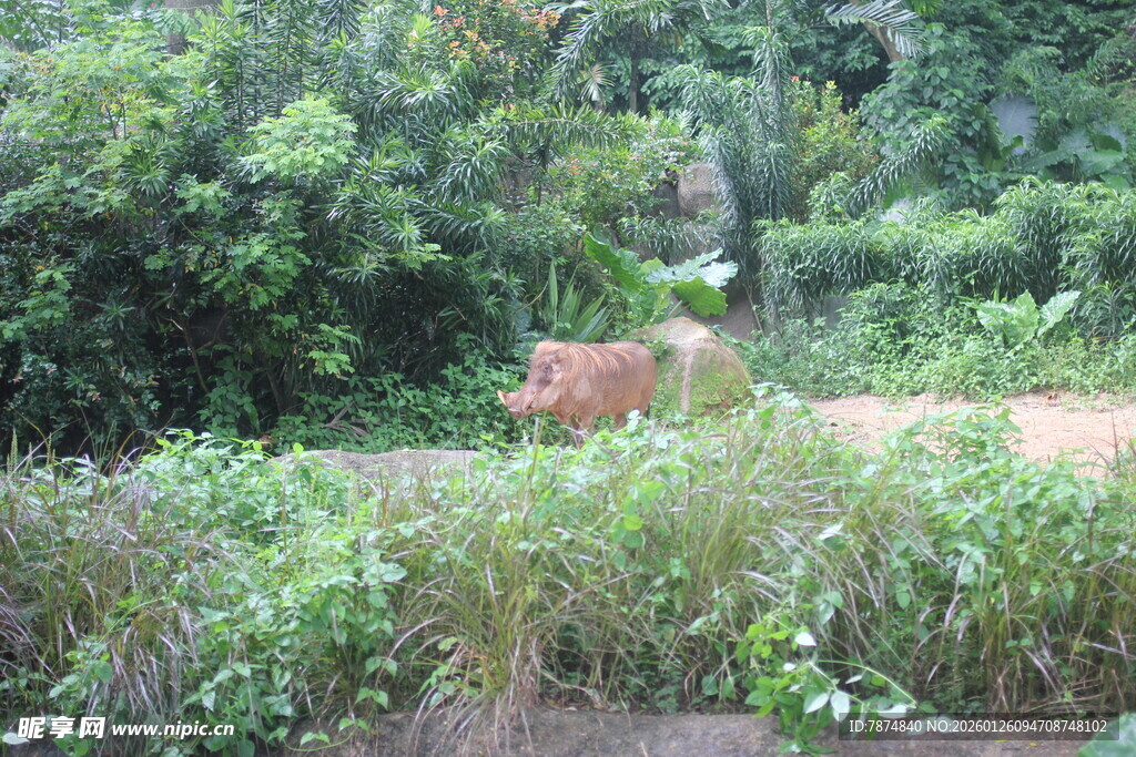 野外草丛中的动物身影