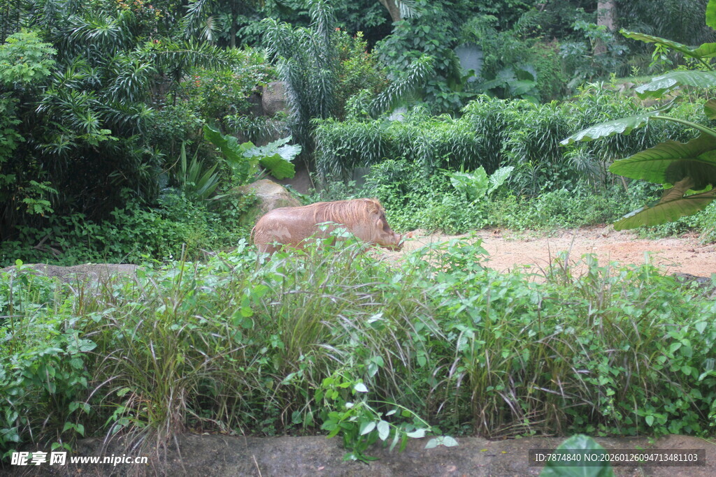 林间漫步的野生动物