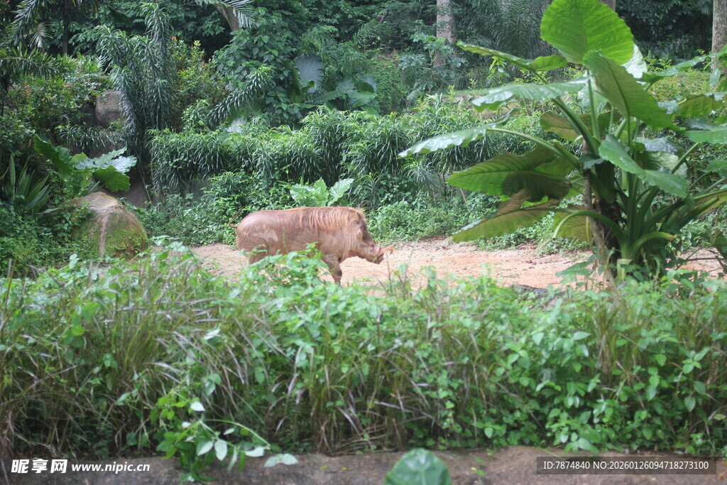 丛林中的野生动物