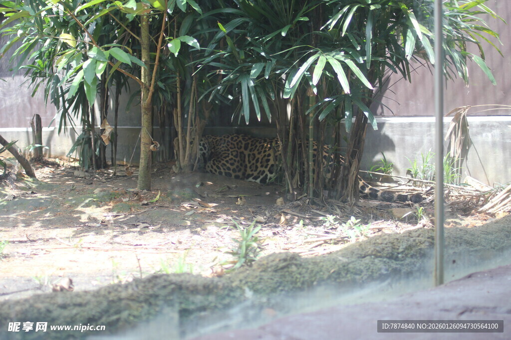 户外丛生的绿色竹子景观