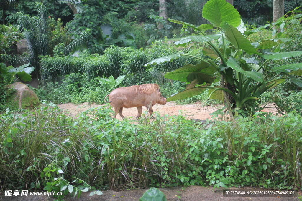 野外觅食的野猪