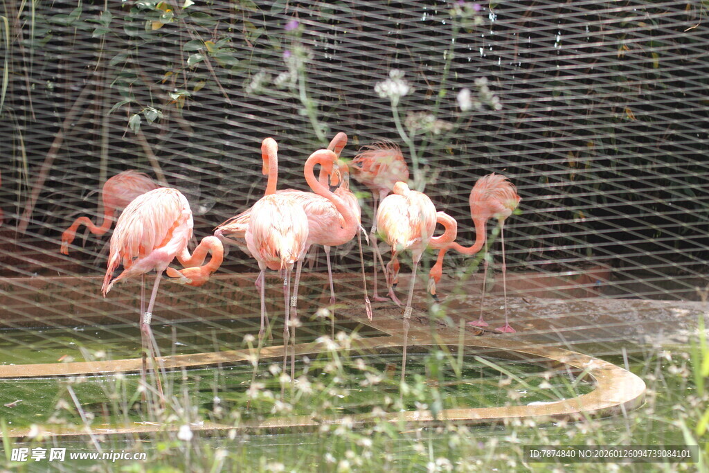 火烈鸟在围栏内优雅觅食