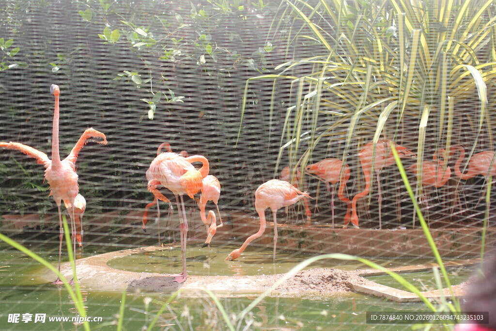 火烈鸟在自然环境中休憩