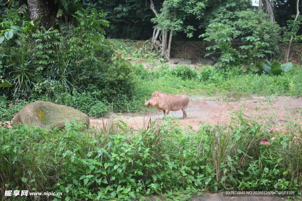 林间漫步的野生动物