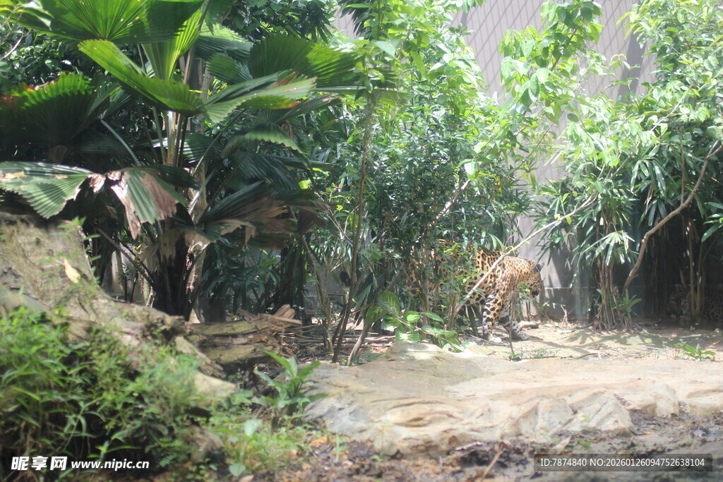 丛林中的野生动物场景