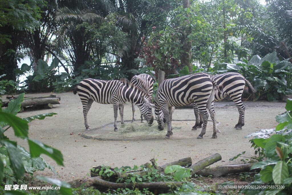 户外草地中的几只斑马