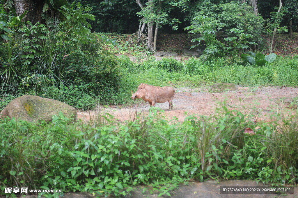 林间漫步的动物