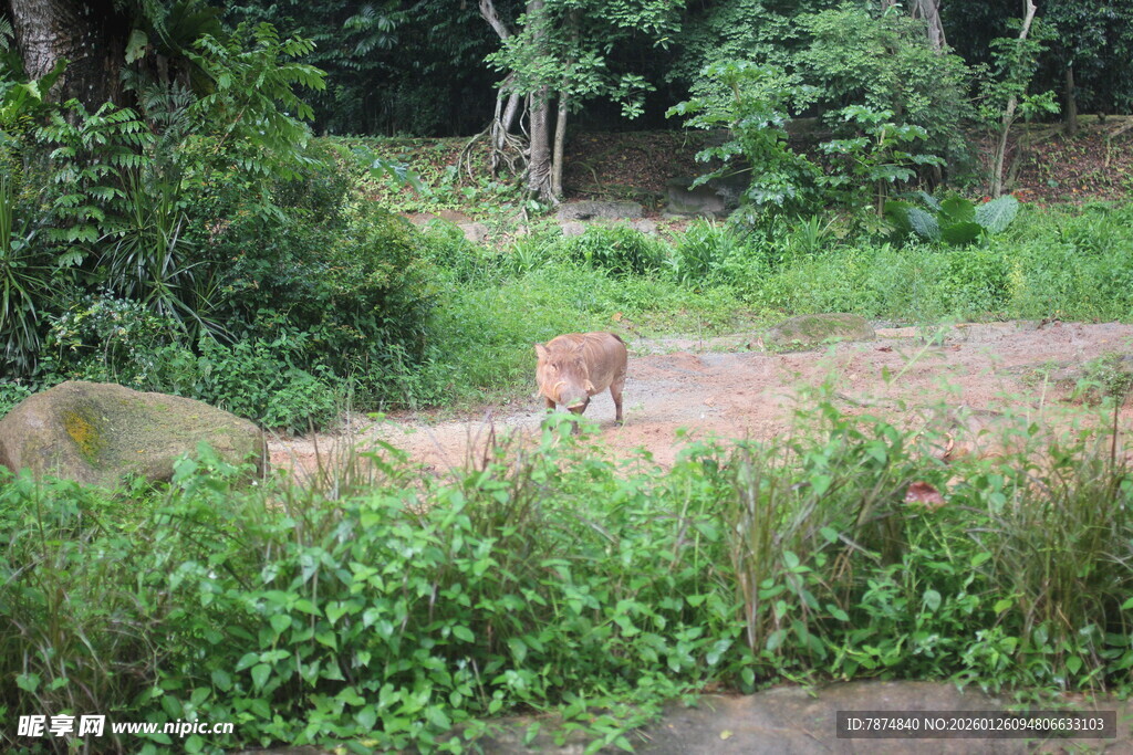 林间漫步的野生动物