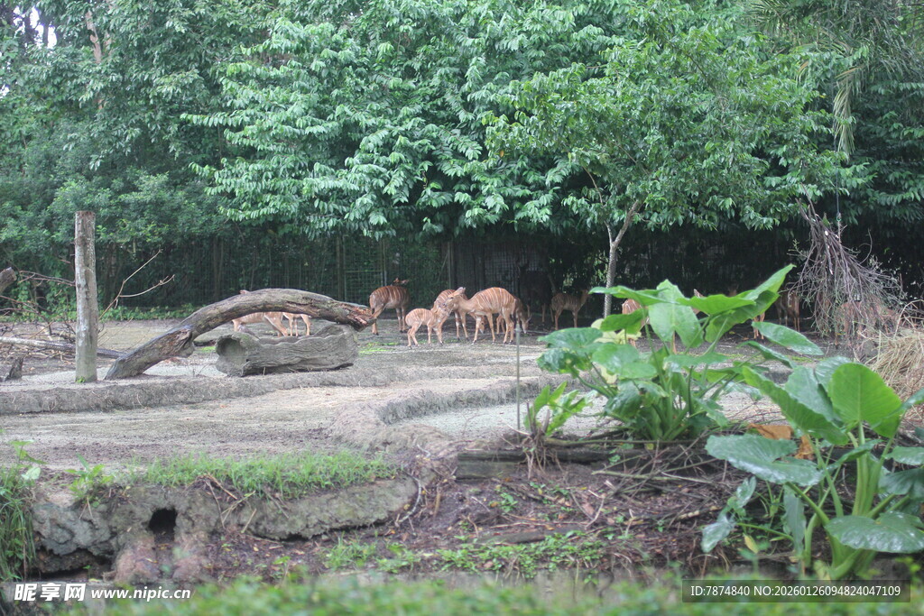 动物园中漫步的几只老虎