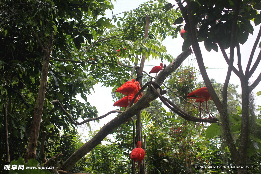 林间红灯笼点缀绿意