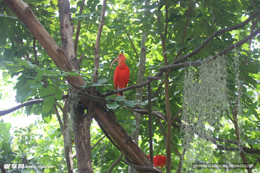 树上的红色鸟儿