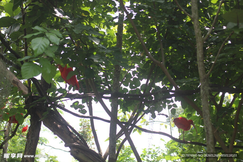 树上挂着鲜艳红果子