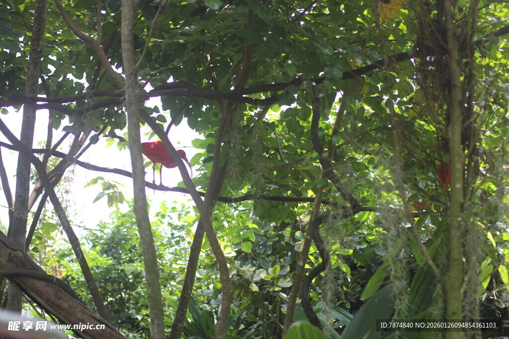 繁茂树林间的自然景致