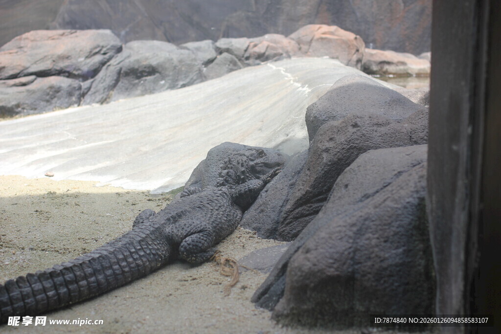 鳄鱼卧于岩石场景