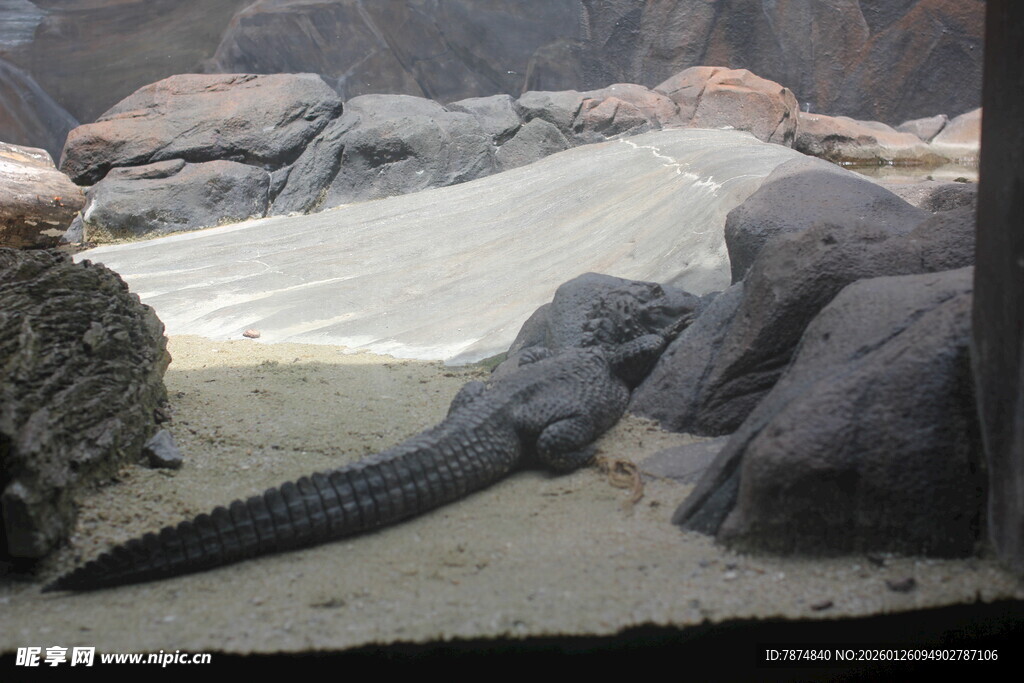动物园中的鳄鱼