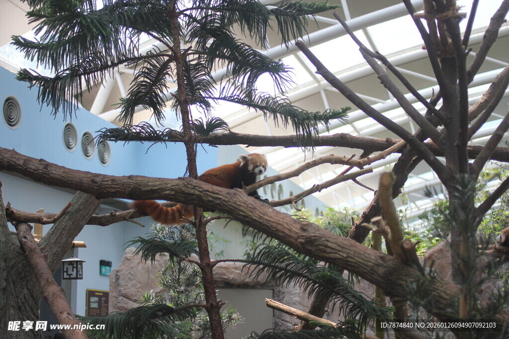 树间休憩的动物