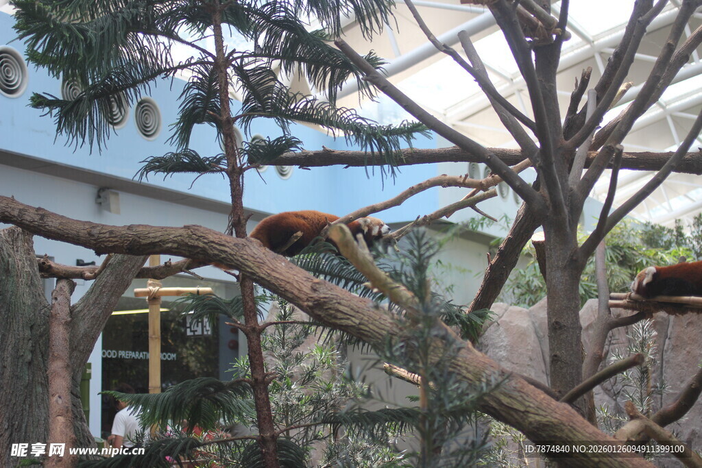 工人树上进行修剪作业