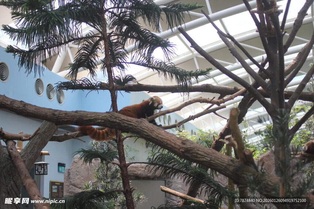 室内丛林景观中的小动物