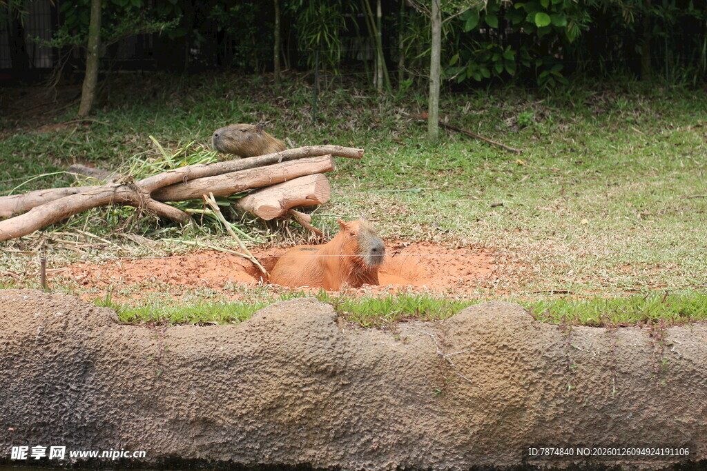 棕熊于草地休憩
