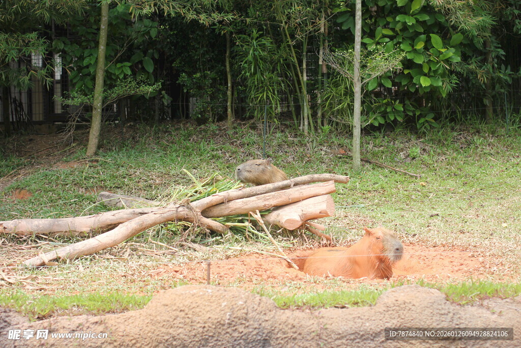林间堆放的木材与土堆