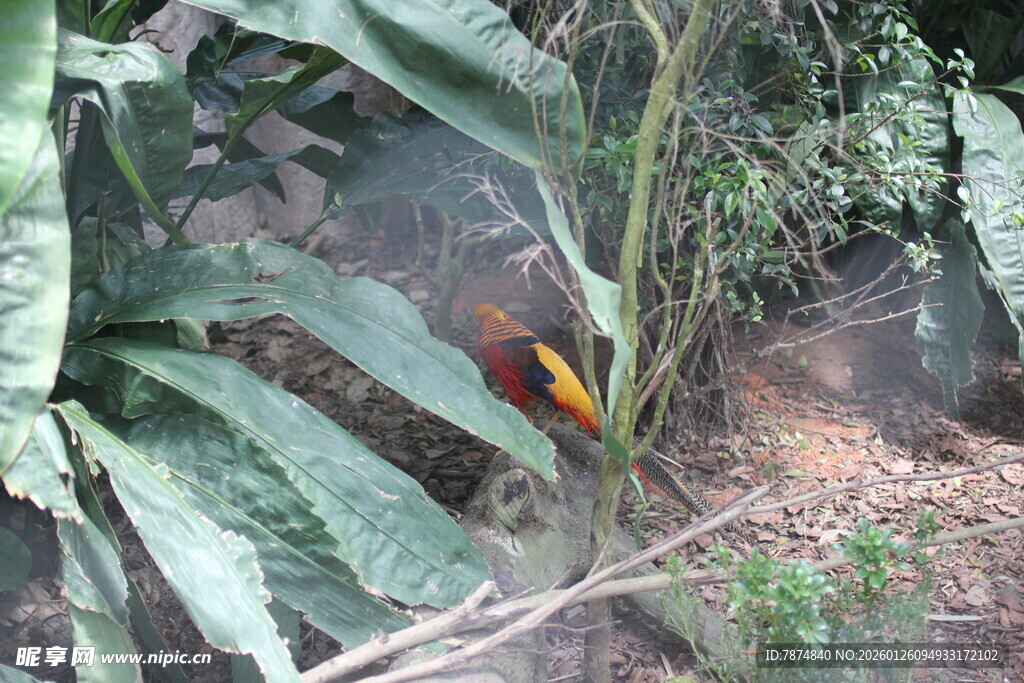 丛林中的艳丽花卉植物