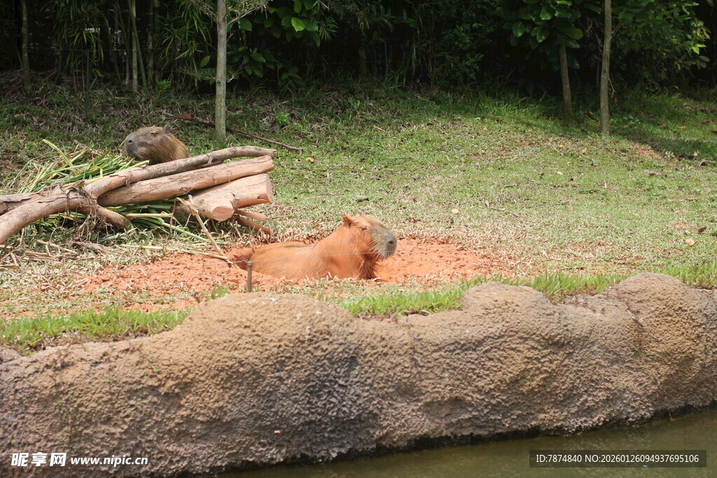 动物园中休憩的棕熊