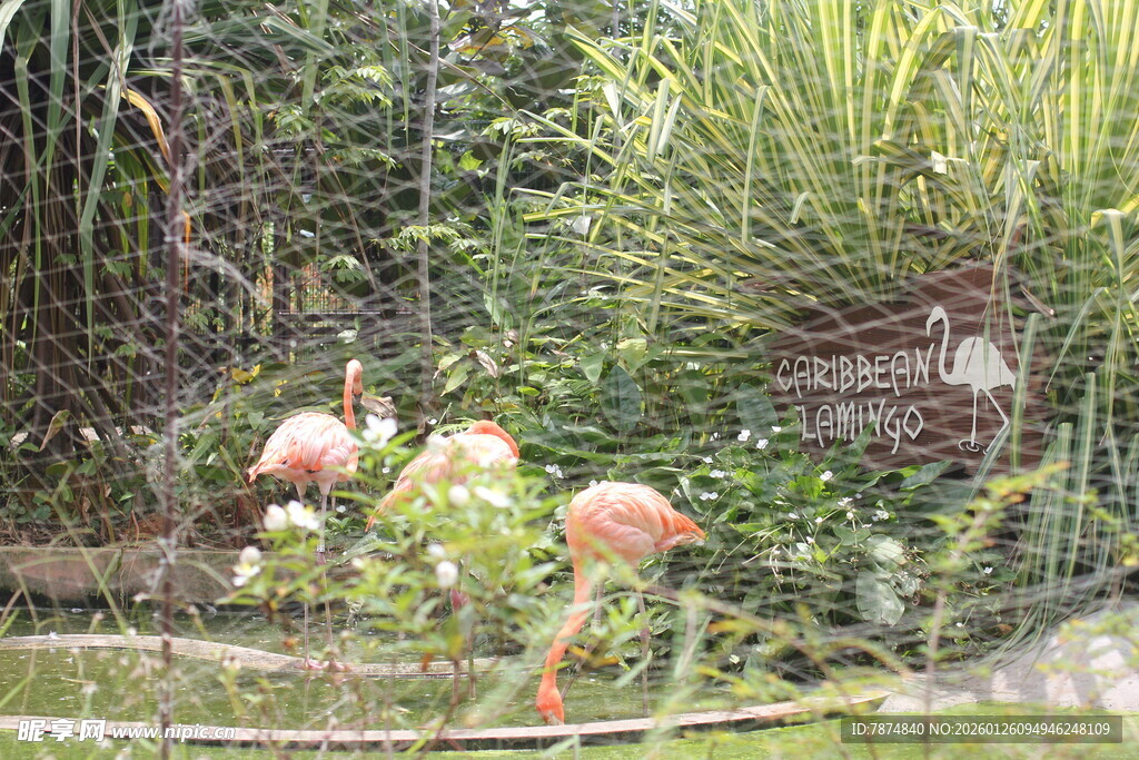 花园中的火烈鸟与绿植