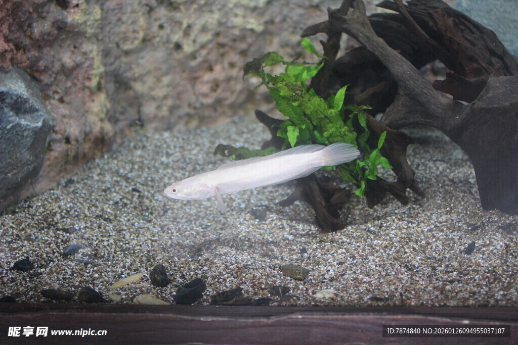 水族箱中的灵动小鱼