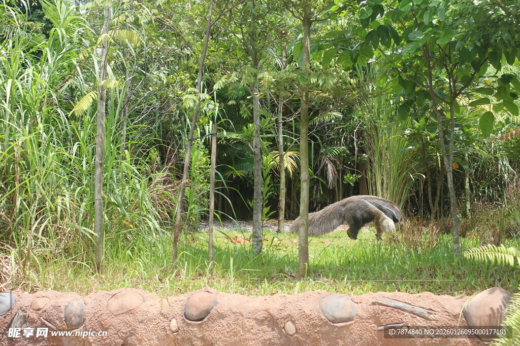 野外场景中的动物与植被