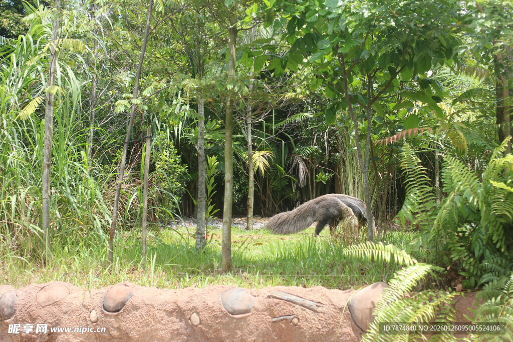 林间漫步的动物