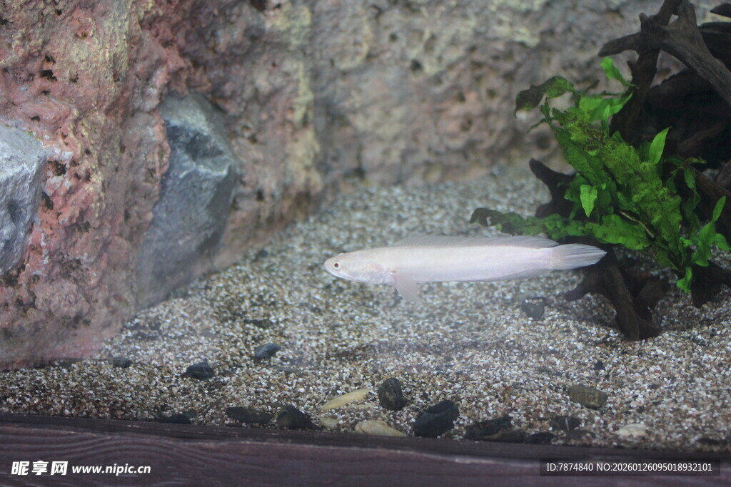 小型水族箱内景展示