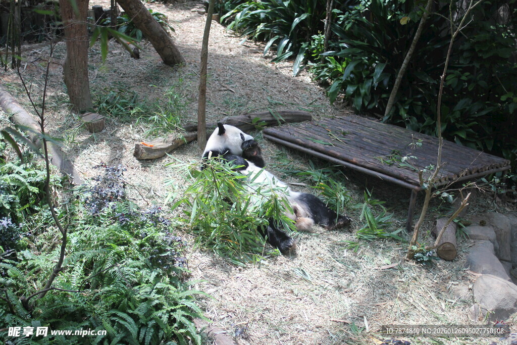 林间休憩处 静谧自然景