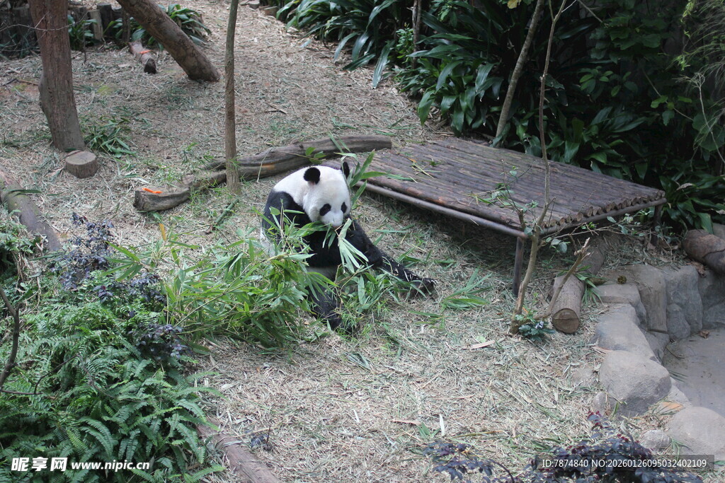 熊猫于户外栖息场景