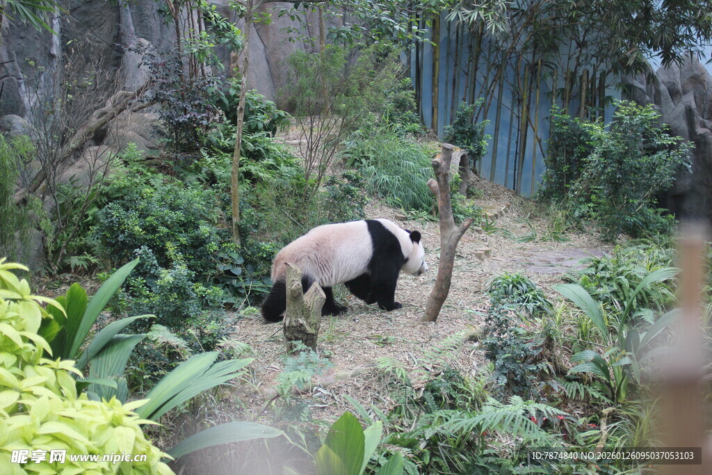 熊猫于绿植间休憩