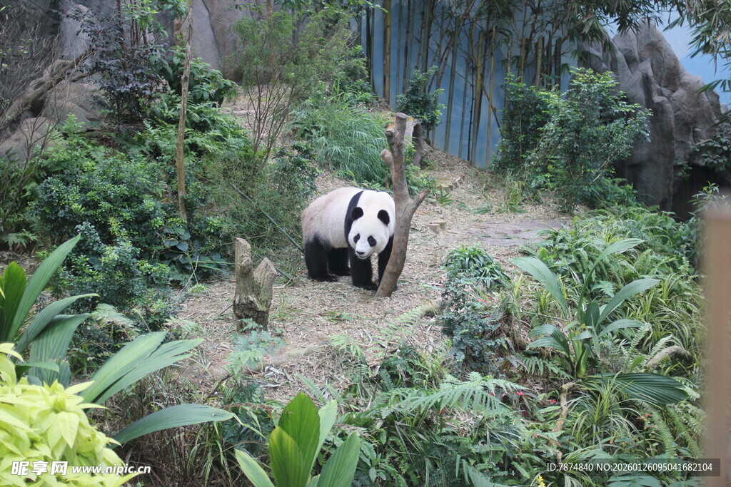 竹林中的大熊猫
