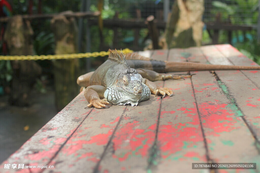木板上休憩的蜥蜴
