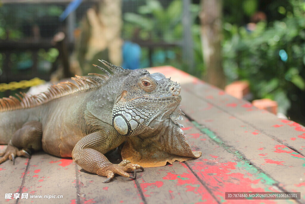 木台上的绿鬣蜥