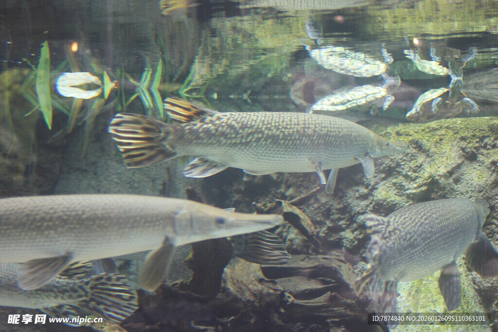 水族箱中的群鱼景观