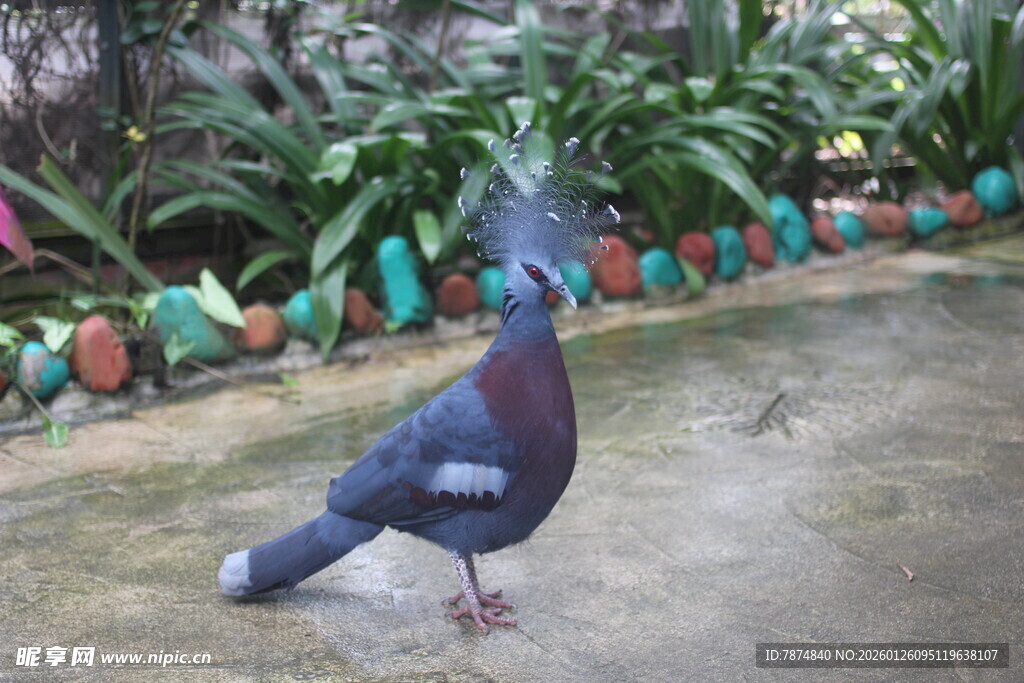 庭院中美丽的蓝羽鸽子
