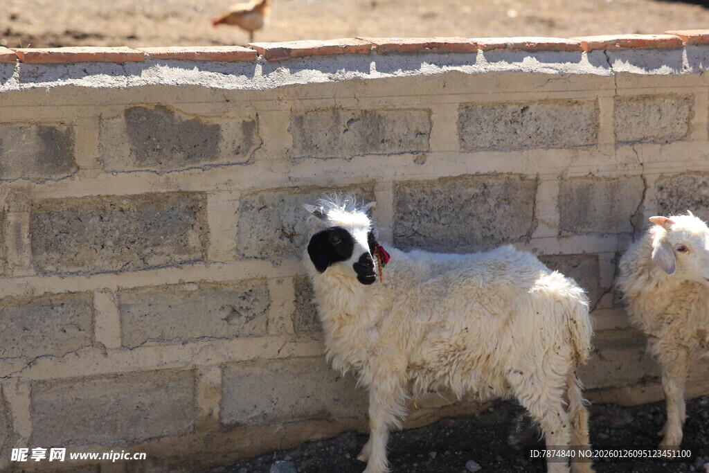 墙边站立的小羊羔