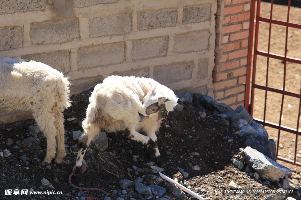 两只羊在墙边觅食