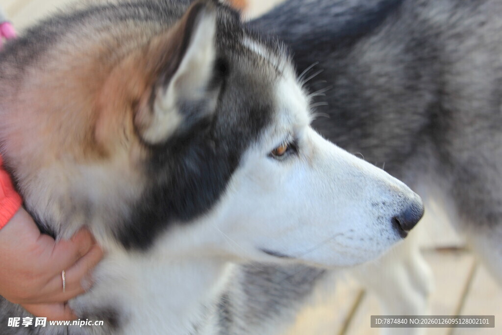 可爱哈士奇被温柔抚摸