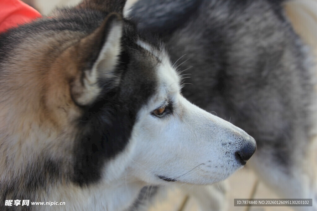 阿拉斯加犬侧颜特写