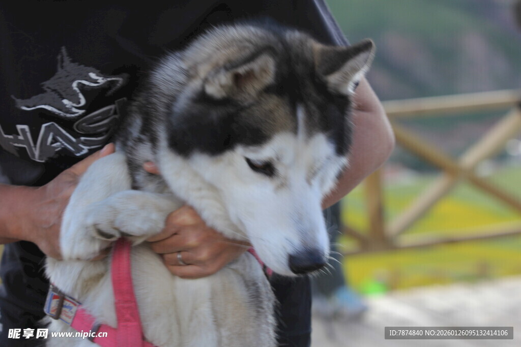 怀抱中的帅气哈士奇