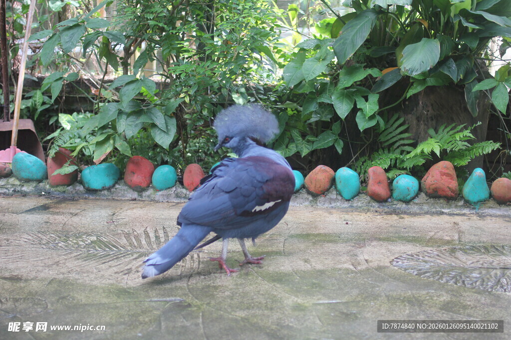 庭院中踱步的蓝色鸽子