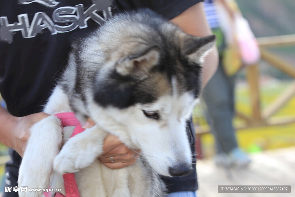可爱哈士奇被温柔抱在怀中