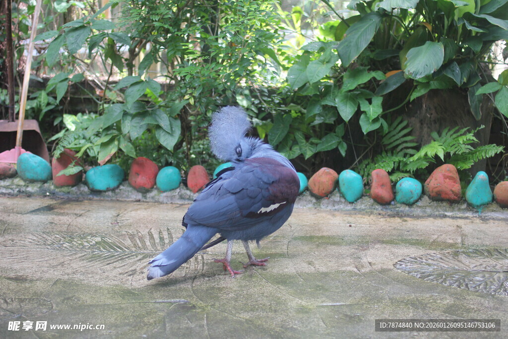 庭院中觅食的灰蓝色鸽子